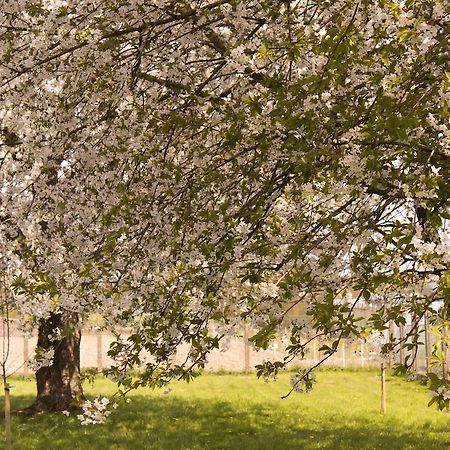 B&B Den Boomgaard Moorsel Dış mekan fotoğraf