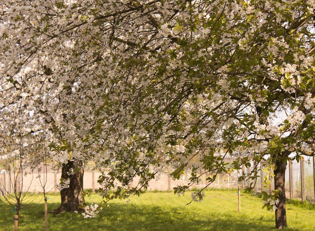 B&B Den Boomgaard Moorsel Dış mekan fotoğraf